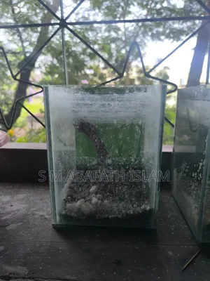Beta Fish Aquarium
