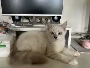 ১-৩ মাস বয়সী ফিমেল মিক্সড ব্রিড পার্সিয়ান