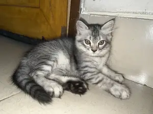 ১-৩ মাস বয়সী ফিমেল মিক্সড ব্রিড পার্সিয়ান