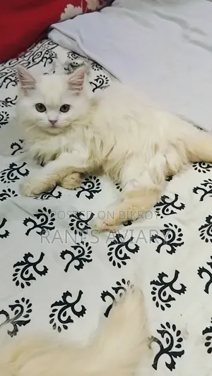 1-3 months Female Purebred Persian
