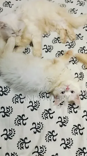 1-3 months Female Purebred Persian