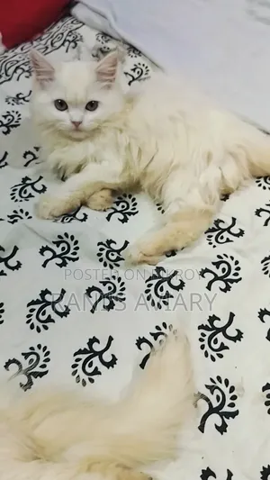 1-3 months Female Purebred Persian