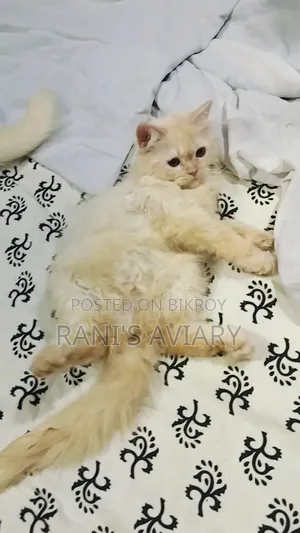 1-3 months Female Purebred Persian