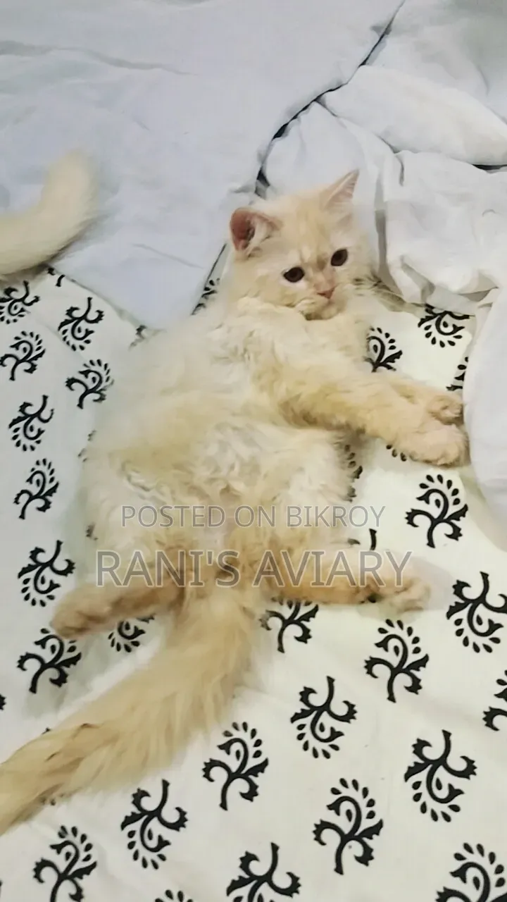 1-3 months Female Purebred Persian