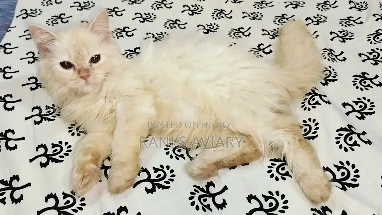1-3 months Female Purebred Persian