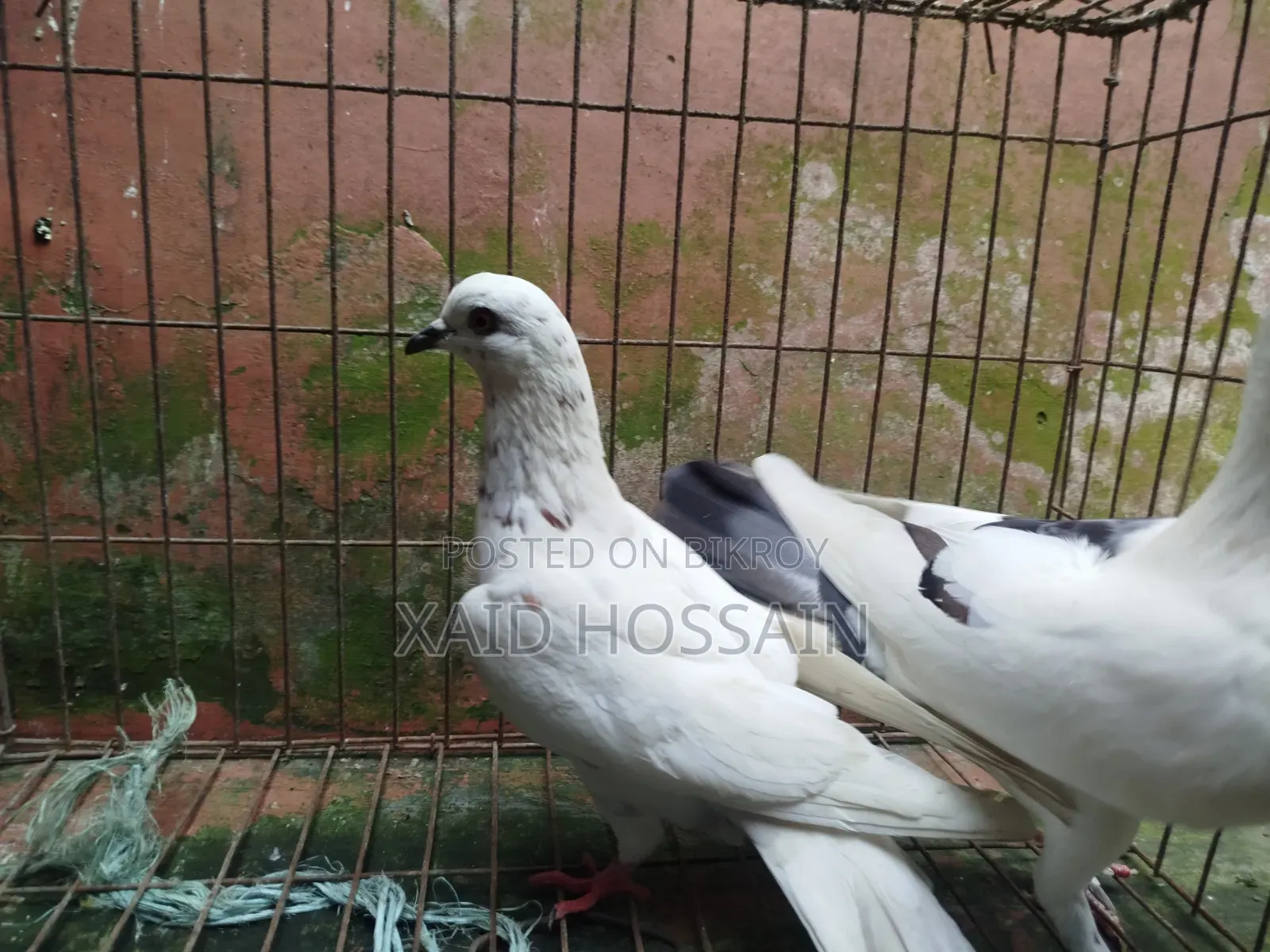 গুল্লা কবুতর