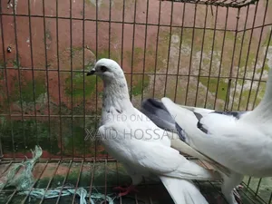 গুল্লা কবুতর