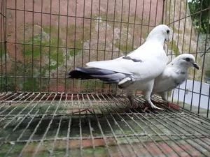গুল্লা কবুতর