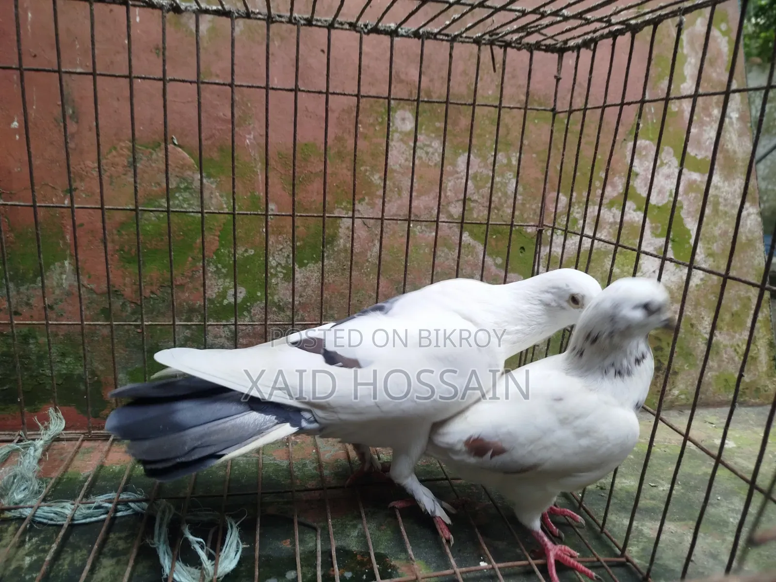 গুল্লা কবুতর