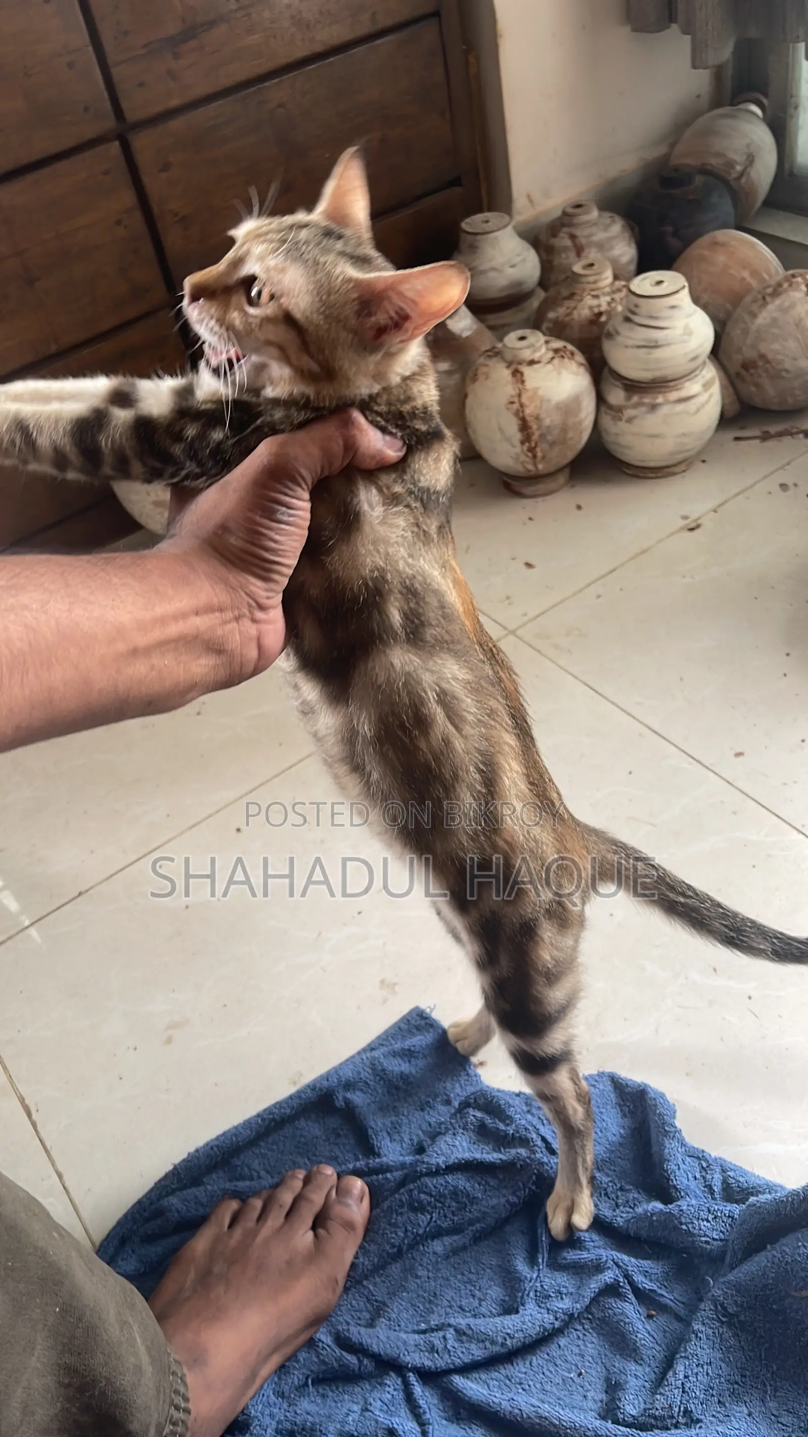 ৩-৬ মাসের মহিলা খাঁটি জাতের বেঙ্গল বিড়াল