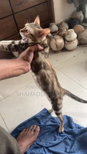 ৩-৬ মাসের মহিলা খাঁটি জাতের বেঙ্গল বিড়াল