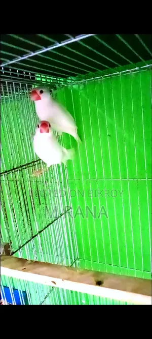 সাদা জাভা মেইল