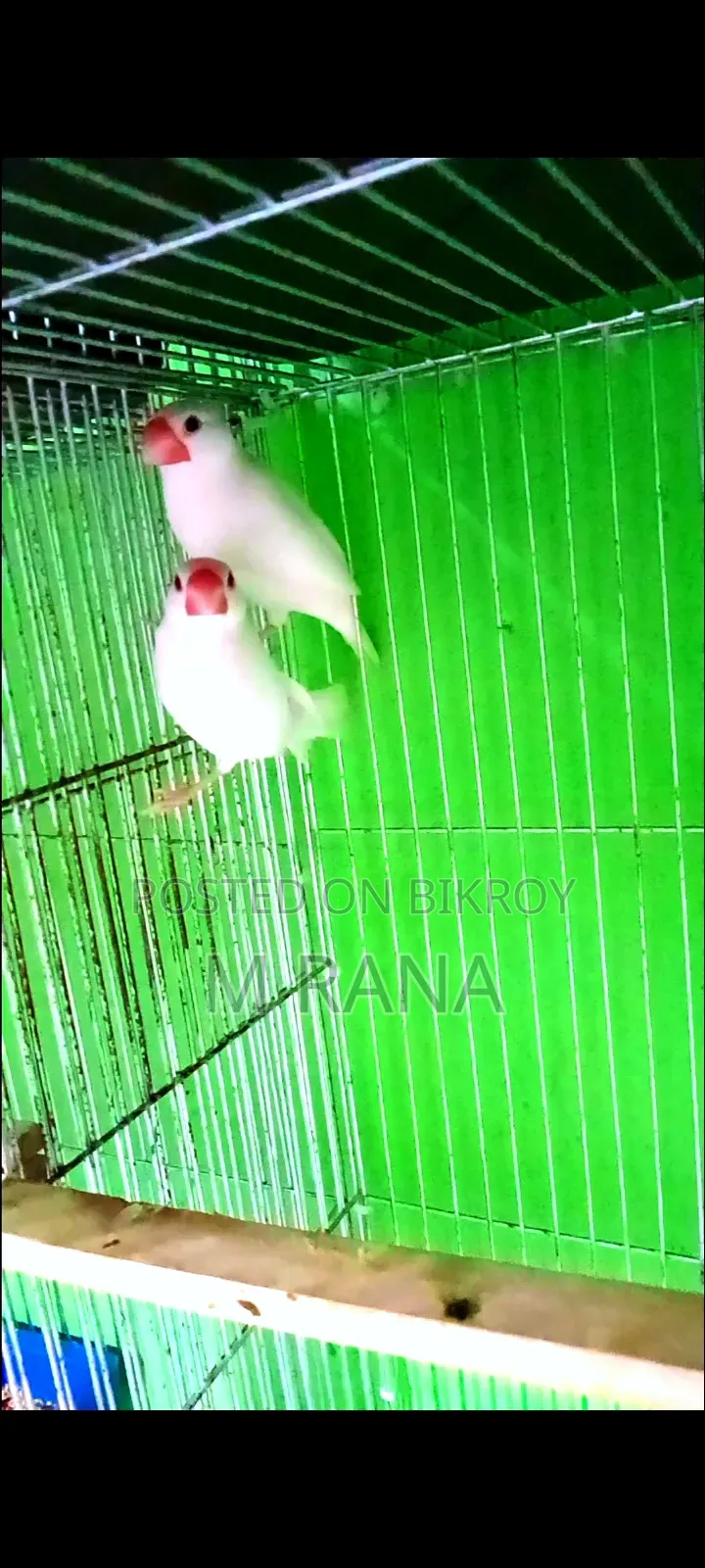 সাদা জাভা মেইল