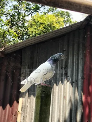 Giragla Army Cock