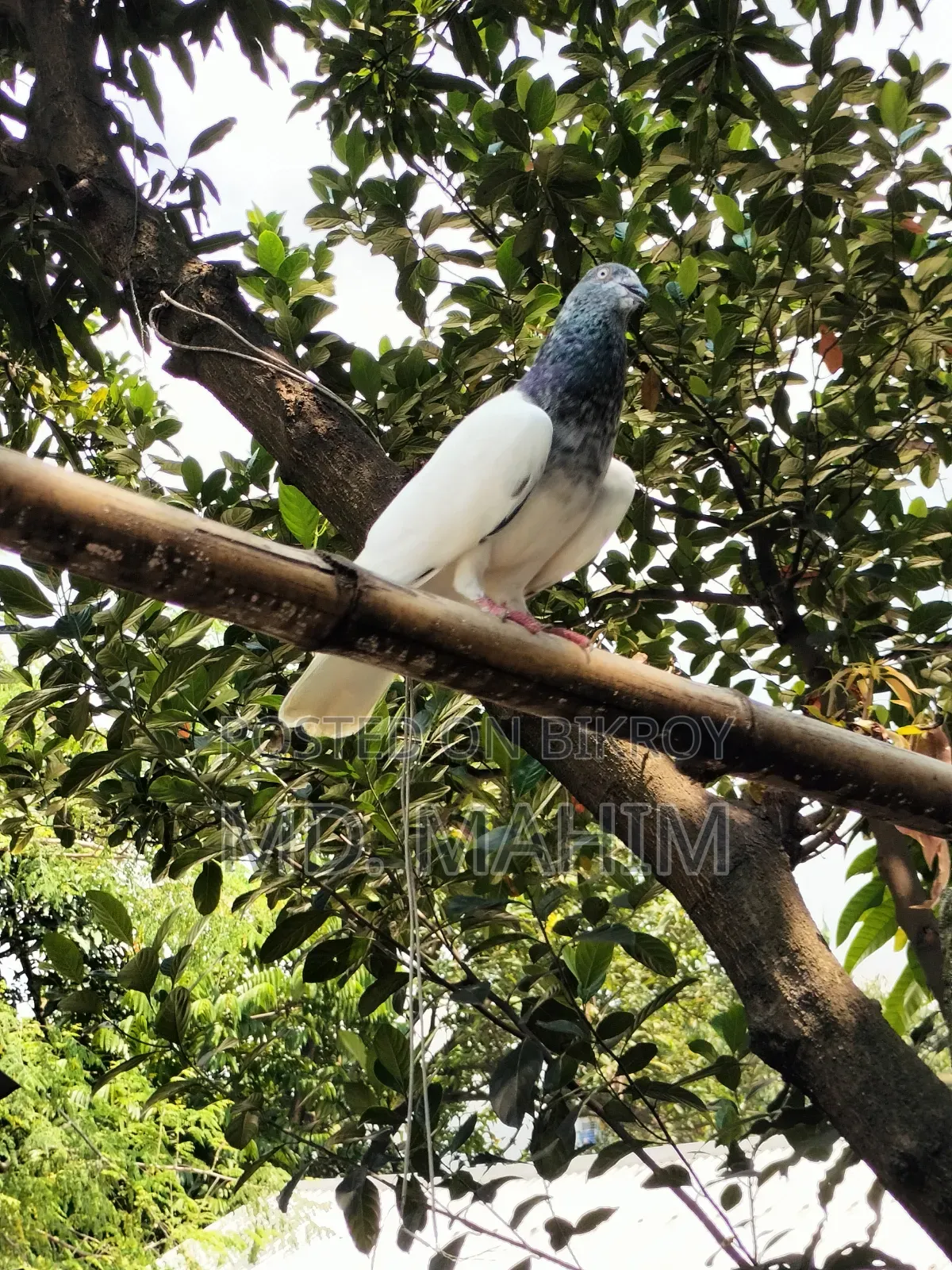 Giragla Army Cock