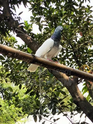 Giragla Army Cock