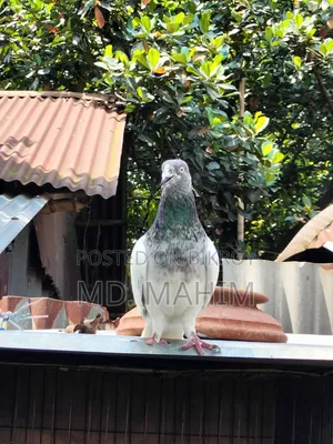 Giragla Army Cock