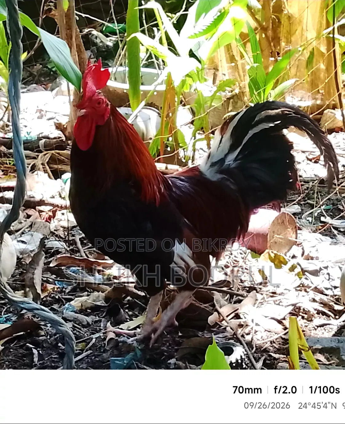 Pure Deshi Rooster