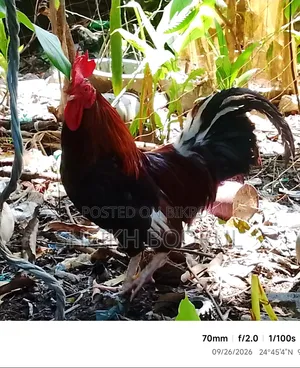Pure Deshi Rooster