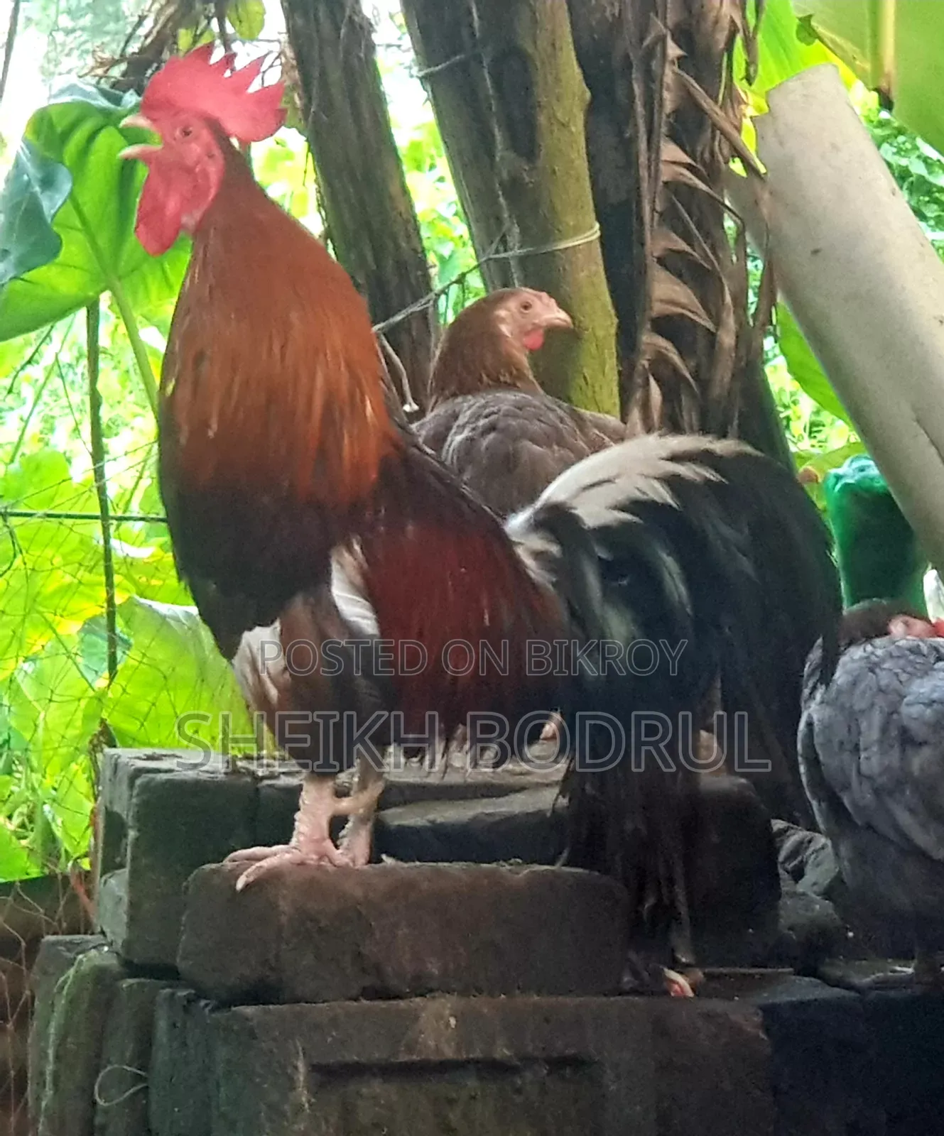 Pure Deshi Rooster