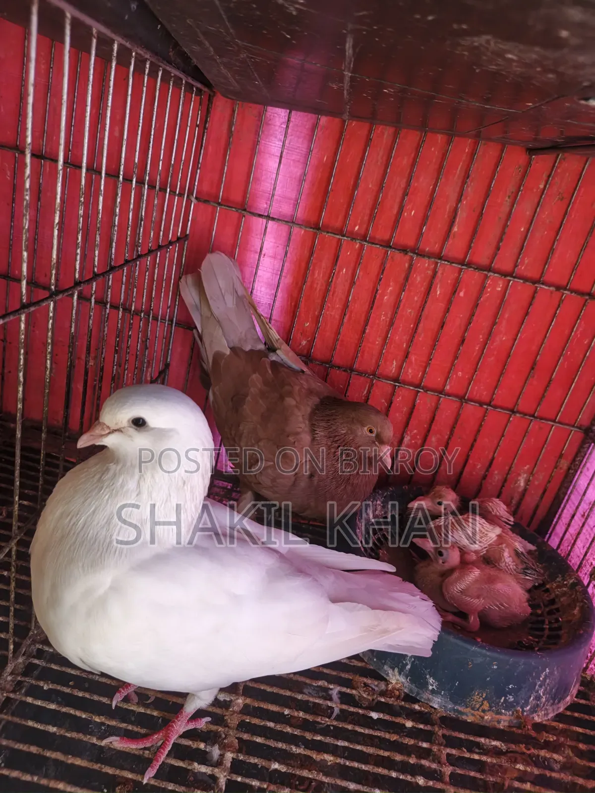 কবুতর বিক্রি