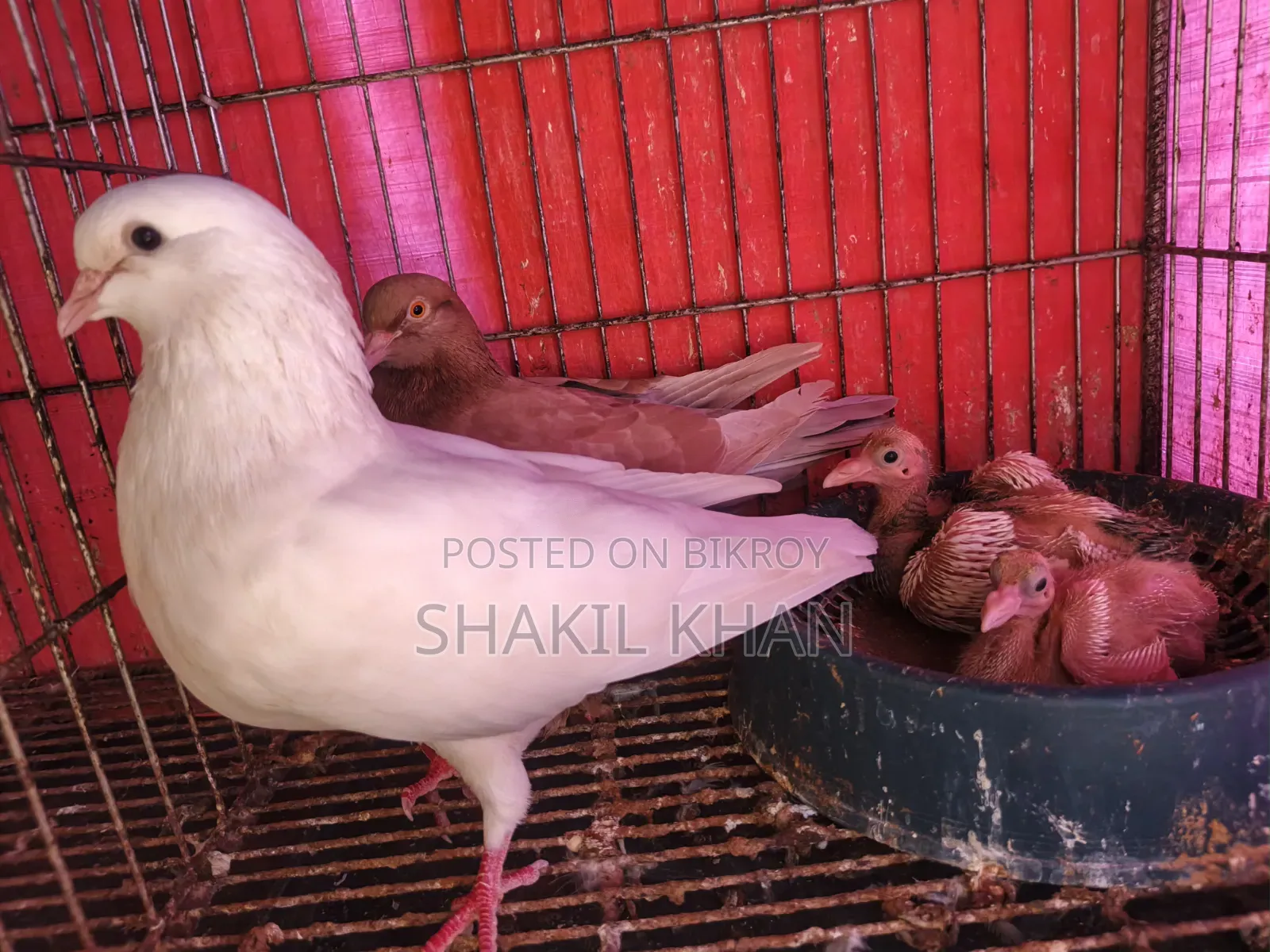 কবুতর বিক্রি