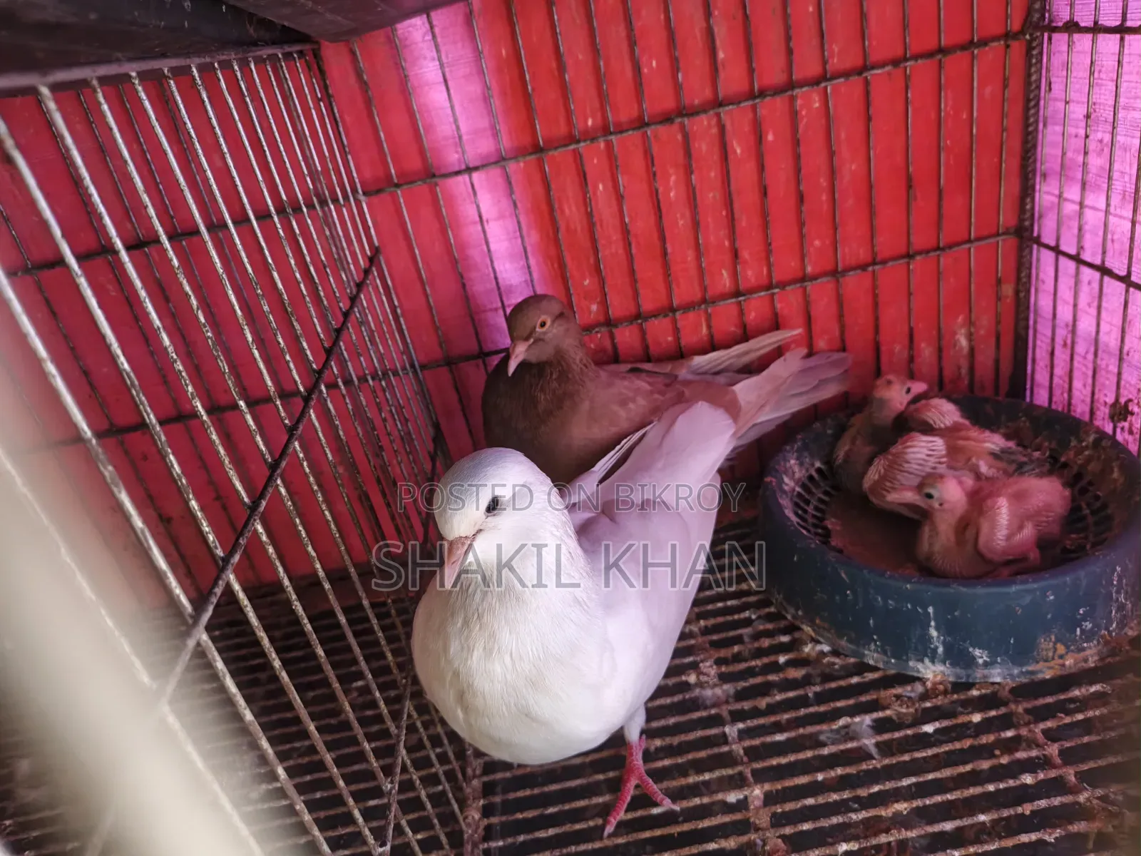কবুতর বিক্রি