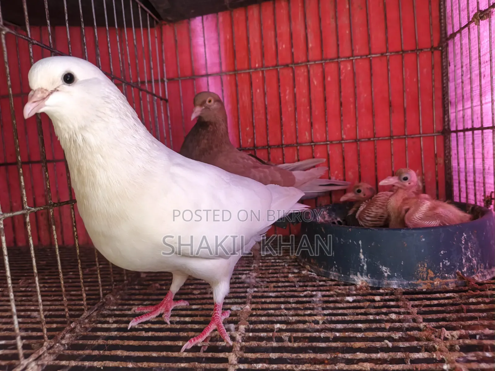 কবুতর বিক্রি