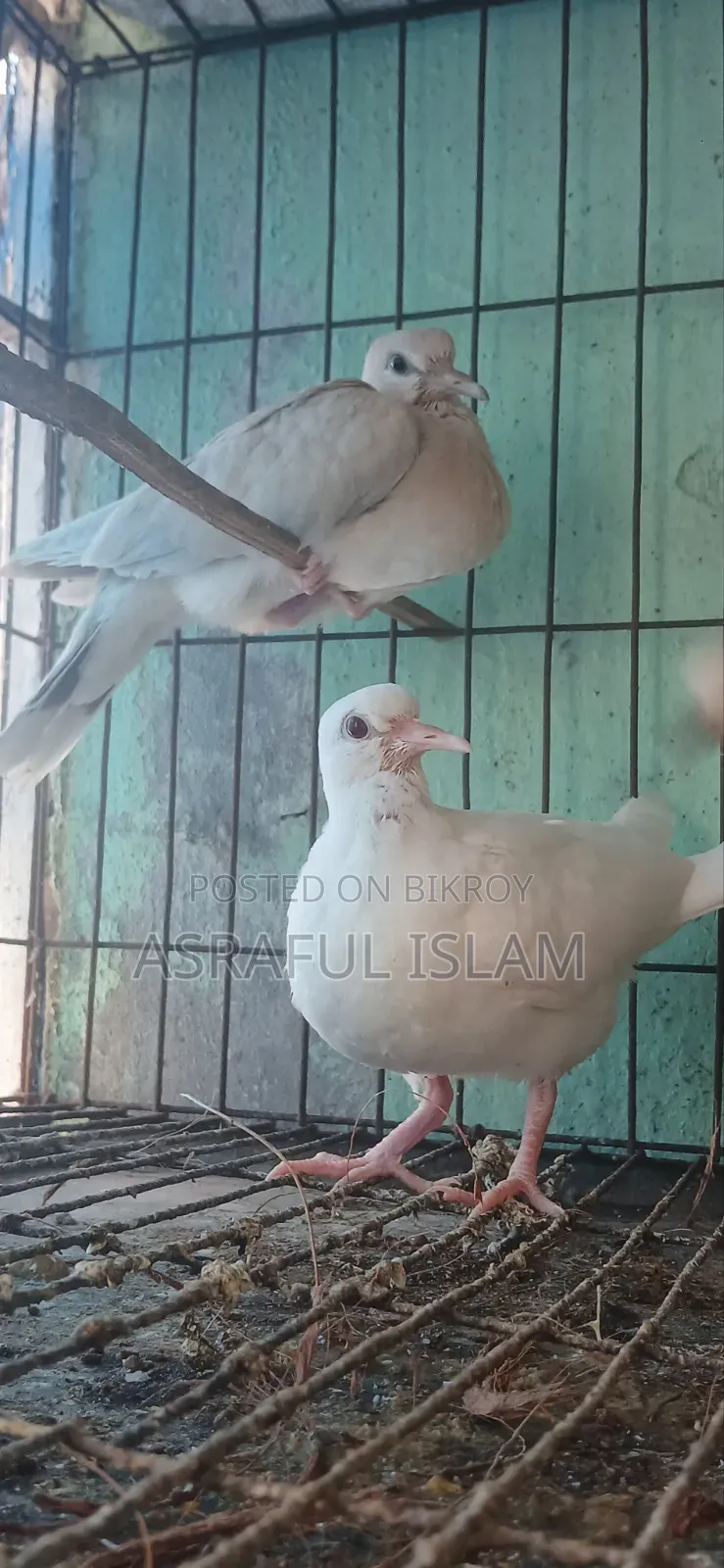 A pair of Australian dove chicks