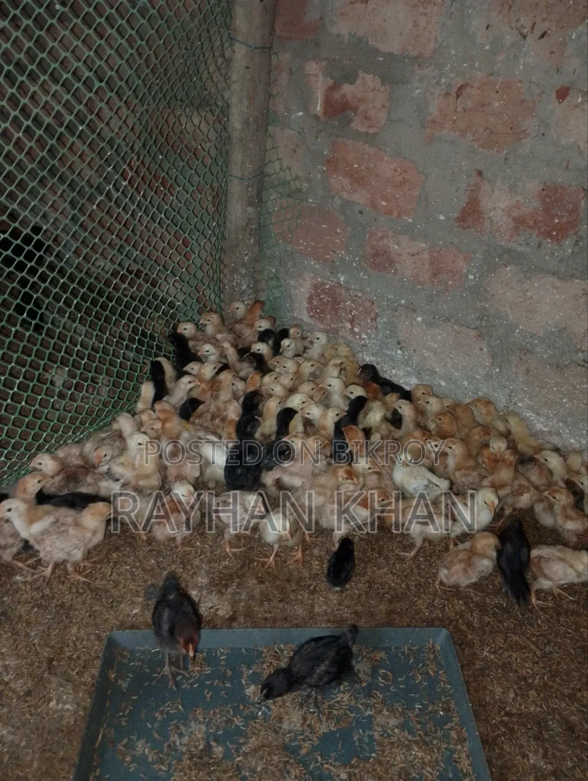Some Lovebirds and Tiger cocks for sale