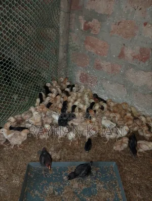 বিক্রি হবে কিছু কালার বাড এবং টাইগার