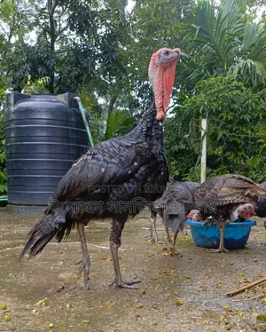 টার্কি মুরগি বিক্রি করা হবে