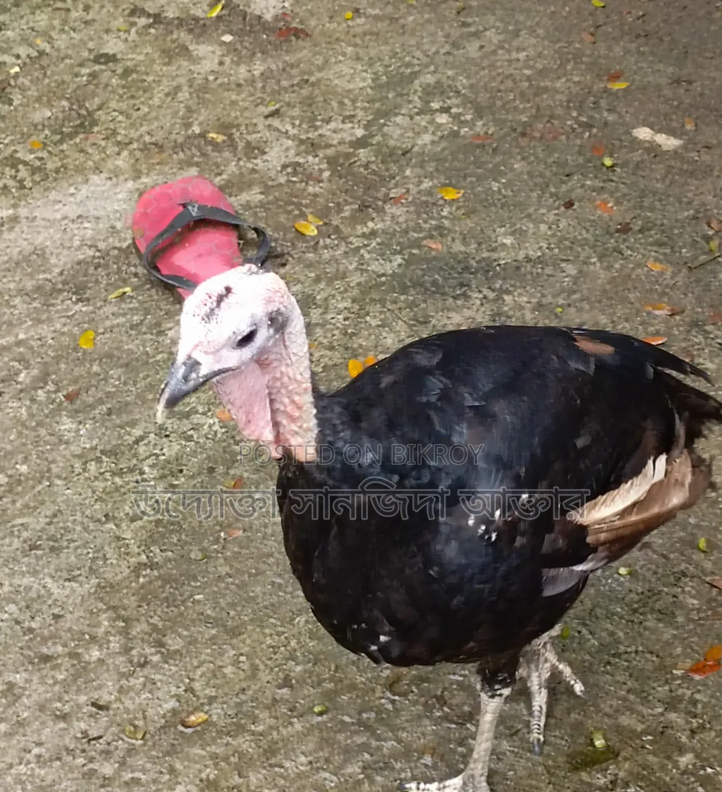 টার্কি মুরগি বিক্রি করা হবে
