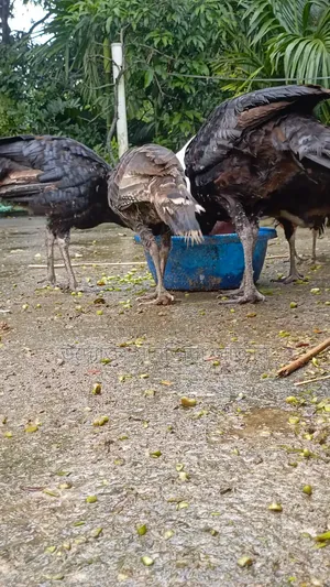 টার্কি মুরগি বিক্রি করা হবে