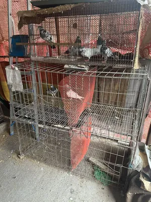 খাঁচা বিক্রি হবে