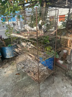 খাঁচা বিক্রি হবে