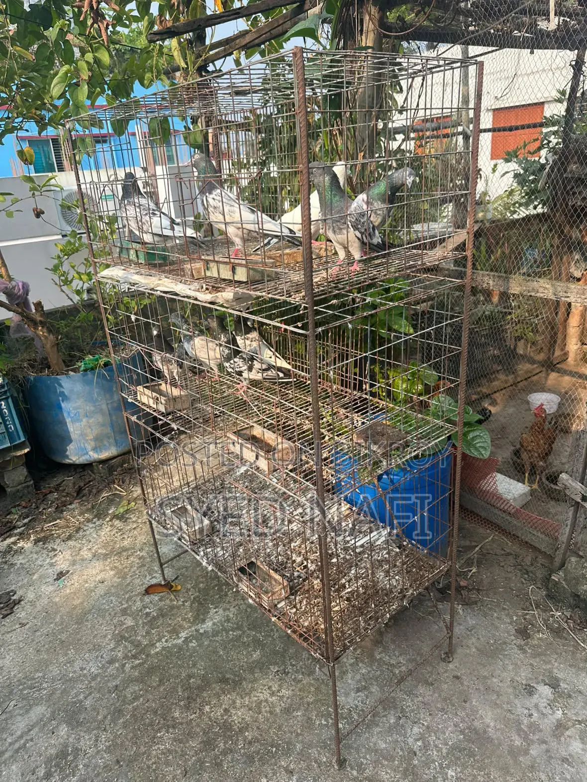 খাঁচা বিক্রি হবে