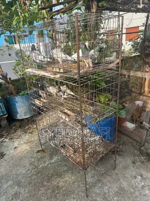 খাঁচা বিক্রি হবে