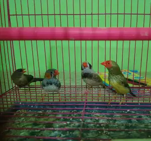 ফিন্চ পাখি