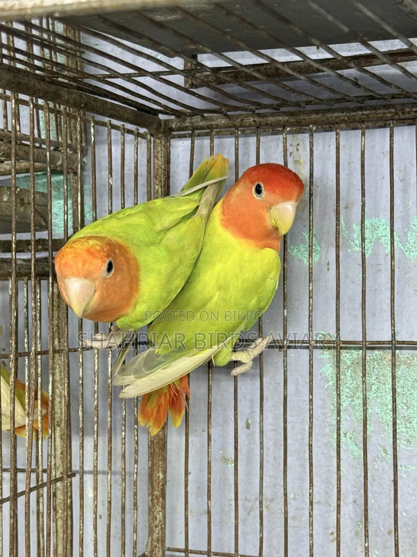 অপলাইন লাভবার্ড