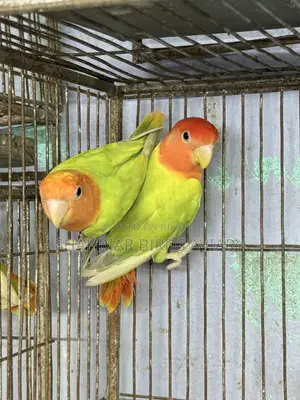 অপলাইন লাভবার্ড