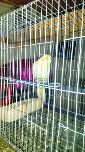 ককোটেল পাখি