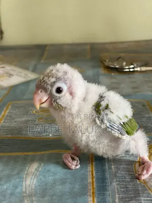 এক পিস কুনোর বেবি সেল হবে