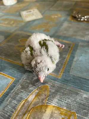 এক পিস কুনোর বেবি সেল হবে