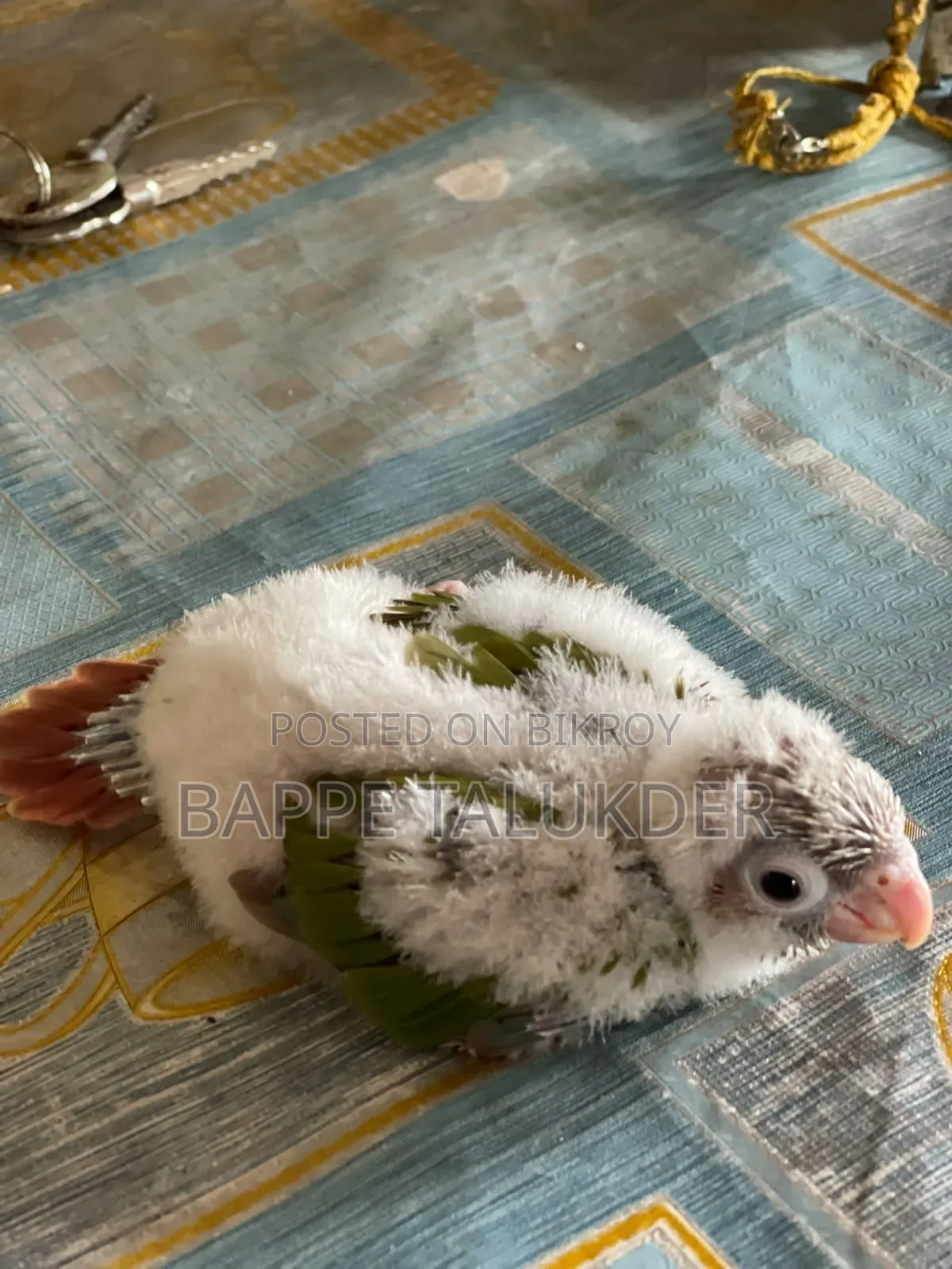 এক পিস কুনোর বেবি সেল হবে
