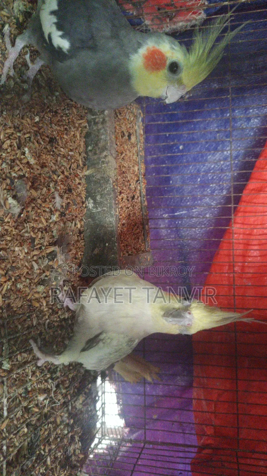 ককাটেল পাখি (সম্পূর্ণ সেটআপ)