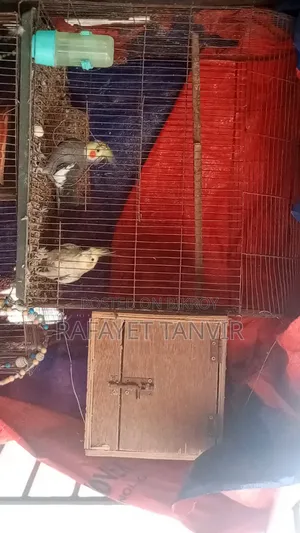 ককাটেল পাখি (সম্পূর্ণ সেটআপ)
