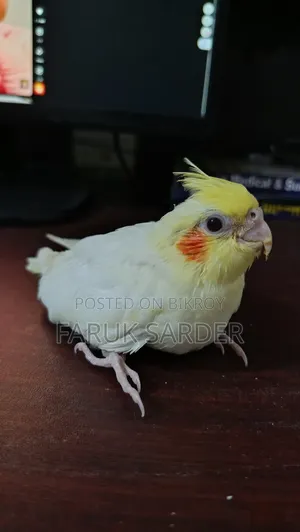 বাচ্চাসহ জোড়া পাখি বিক্রি