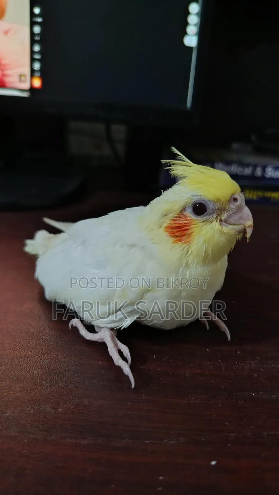 বাচ্চাসহ জোড়া পাখি বিক্রি