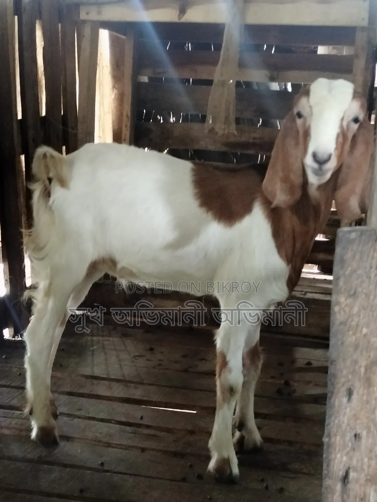 Castrated Goat Male Goat